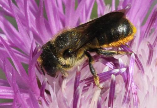 Osmia sp.